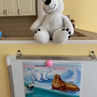 Международный день полярного медведя